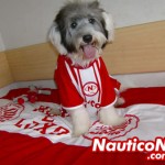 Didier Drogba, cão de Marcela Cristina